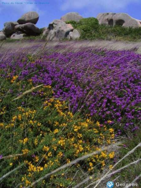 Photo n°3 de :Ploumanac'h - Plage Saint Guirec  100 mtres   